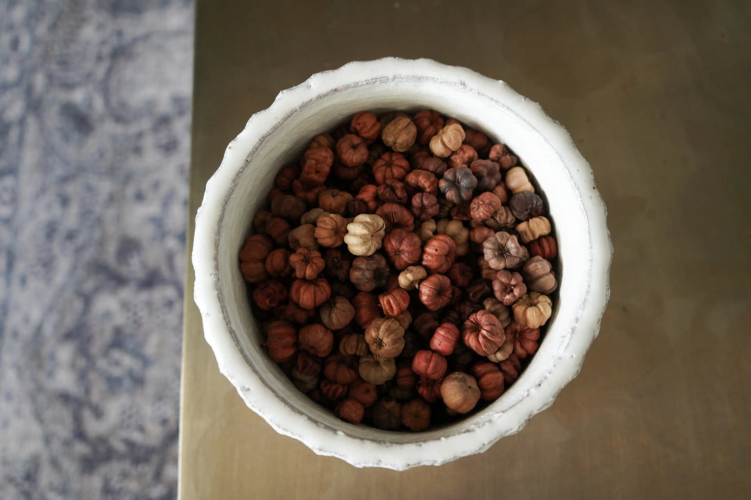 Dried Mini Pumpkin Pods Decor Calla Collective  